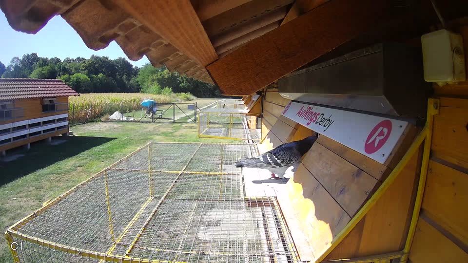 Pigeon Arrival Image For Race Race 3