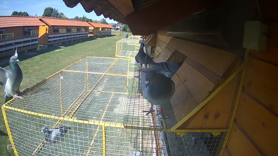 Pigeon Arrival Image For Race Race 5