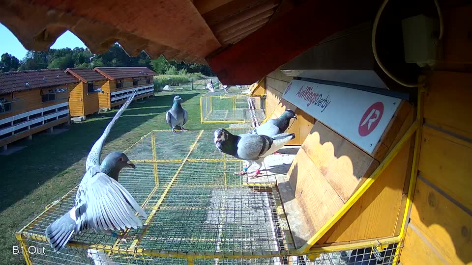 Pigeon Arrival Image For Race Race 1
