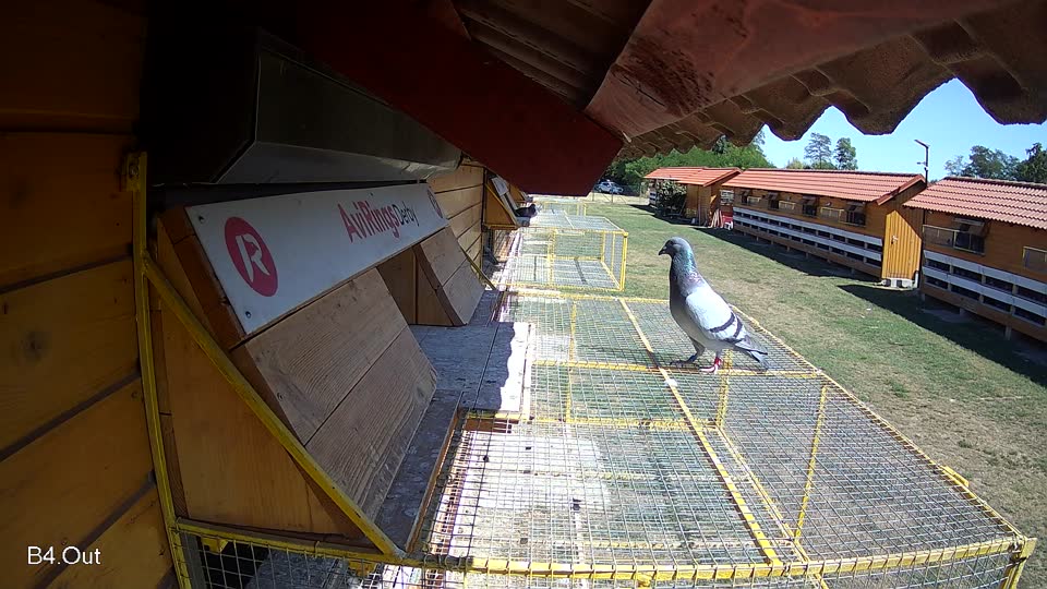 Pigeon Arrival Image For Race Race 3