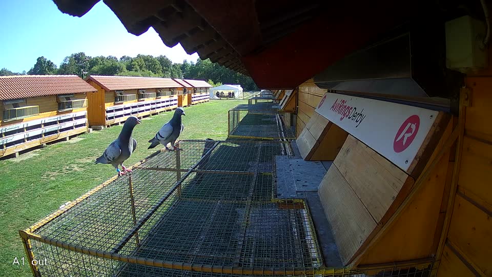Pigeon Arrival Image For Race Final Race 1/3