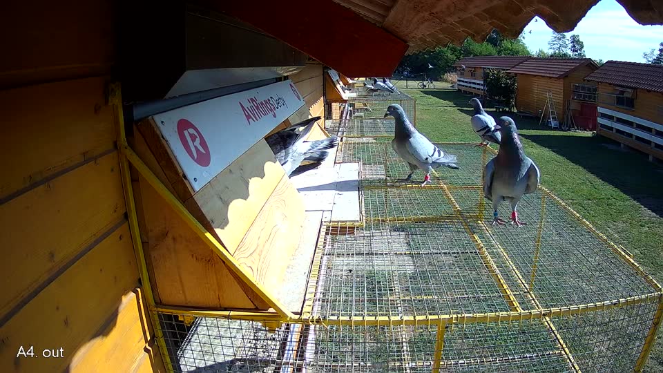 Pigeon Arrival Image For Race Race 2