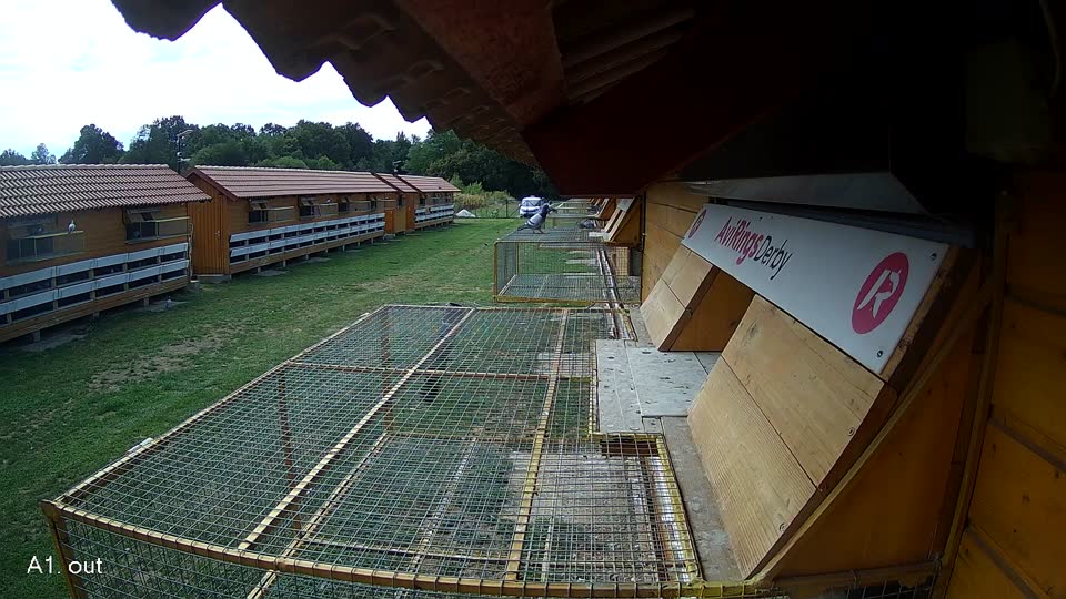Pigeon Arrival Image For Race Race 4