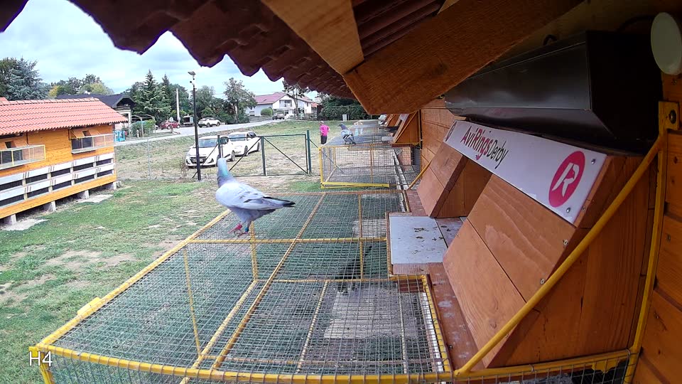 Pigeon Arrival Image For Race Race 4