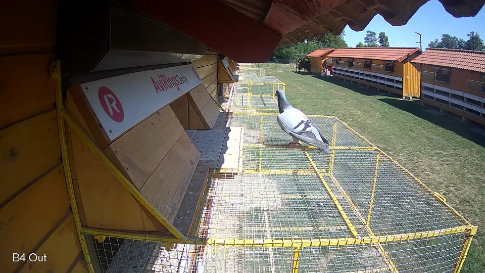 Pigeon Arrival Image For Race Race 5