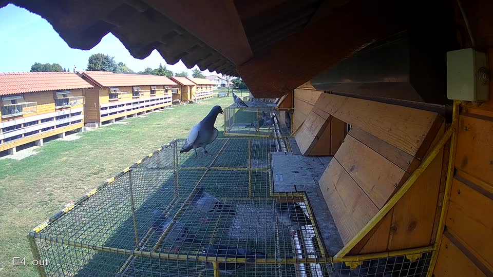 Pigeon Arrival Image For Race Race 1