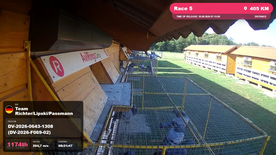 Pigeon Arrival Image For Race Race 5