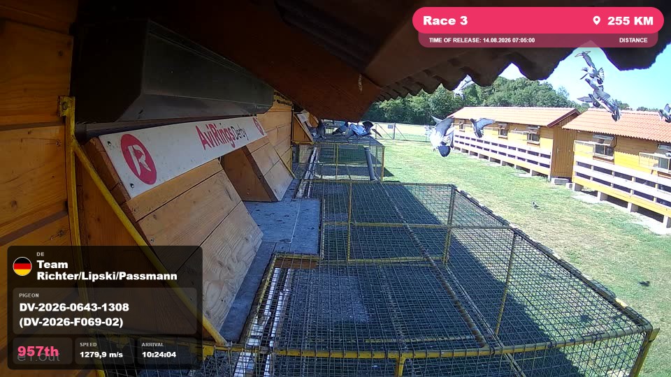 Pigeon Arrival Image For Race Race 3