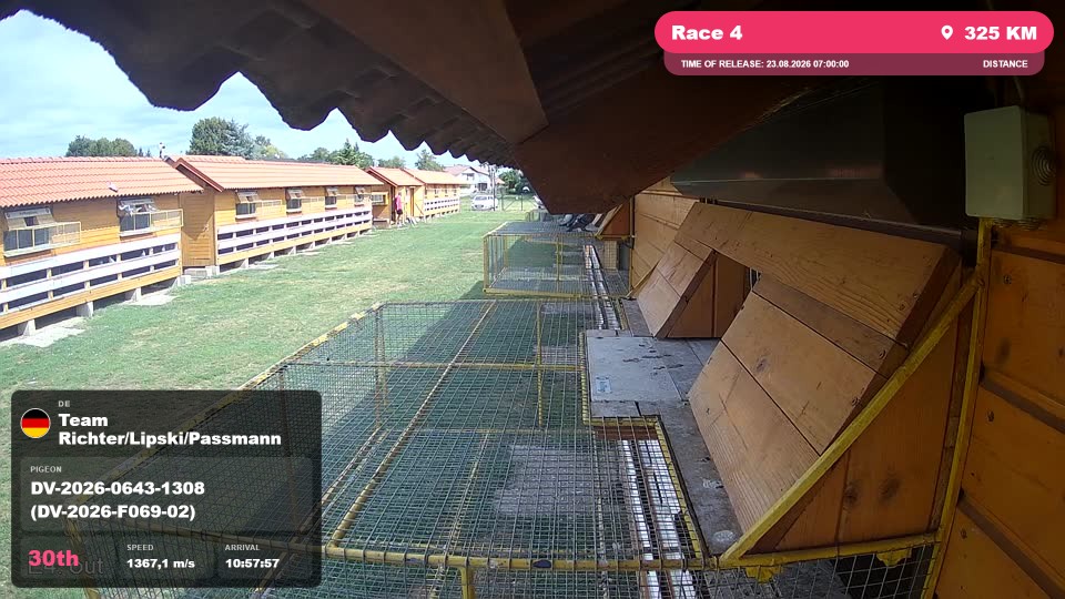 Pigeon Arrival Image For Race Race 4