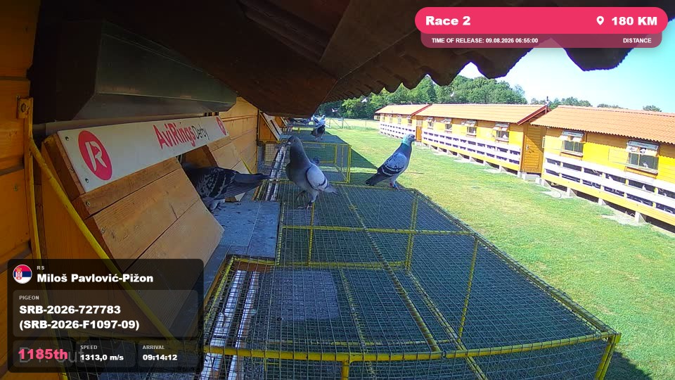 Pigeon Arrival Image For Race Race 2