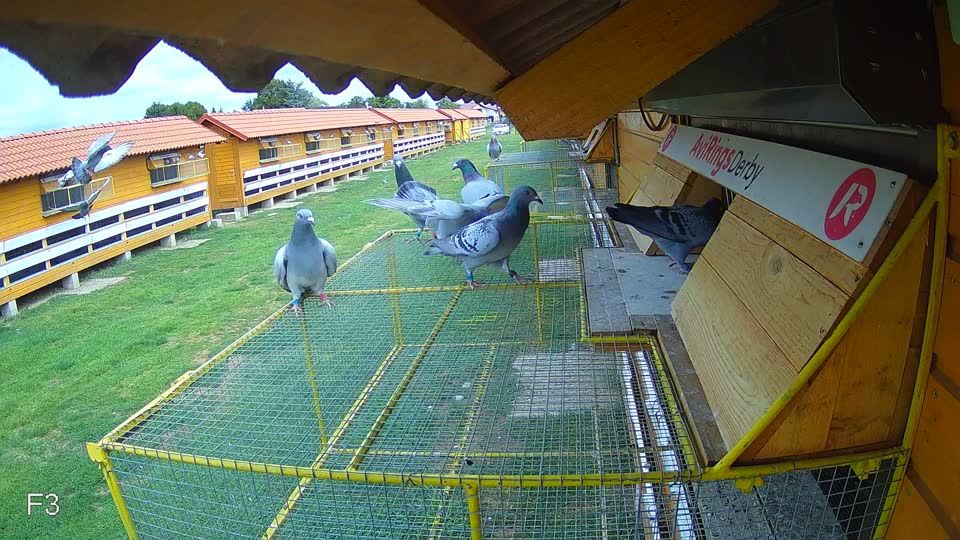 Pigeon Arrival Image For Race Race 4