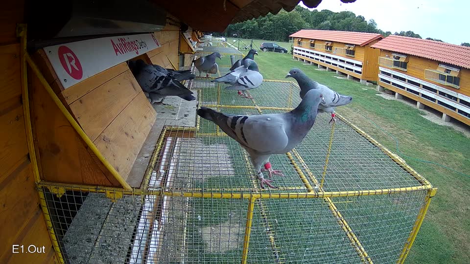 Pigeon Arrival Image For Race Race 3