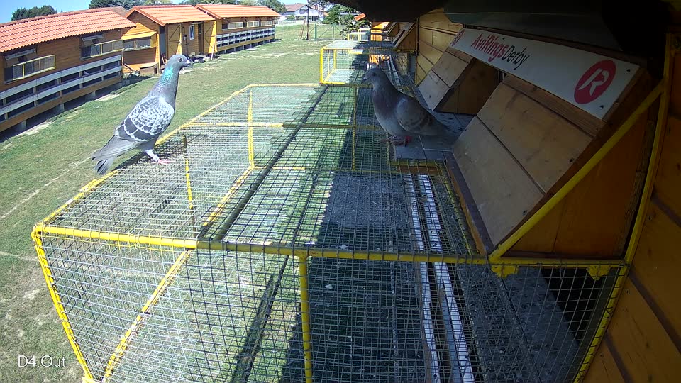 Pigeon Arrival Image For Race Race 5