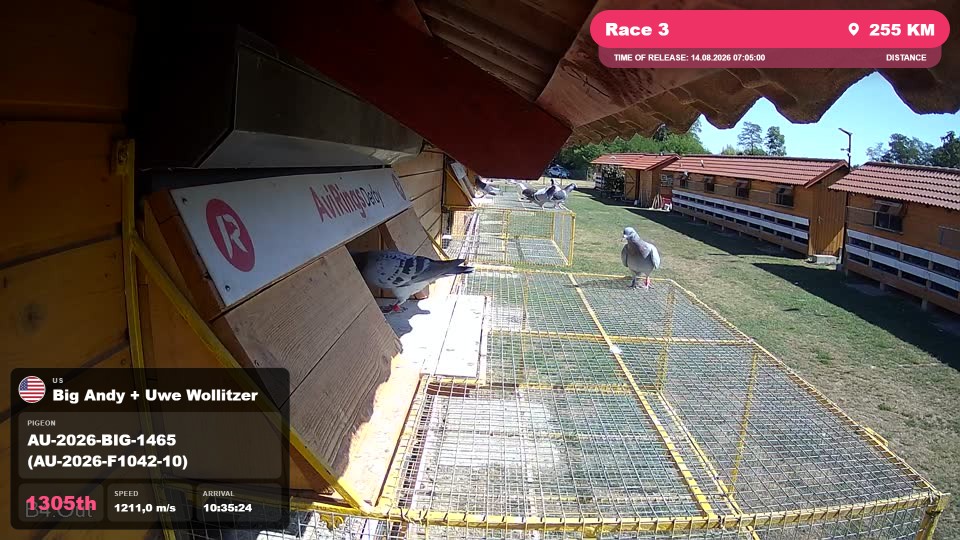 Pigeon Arrival Image For Race Race 3