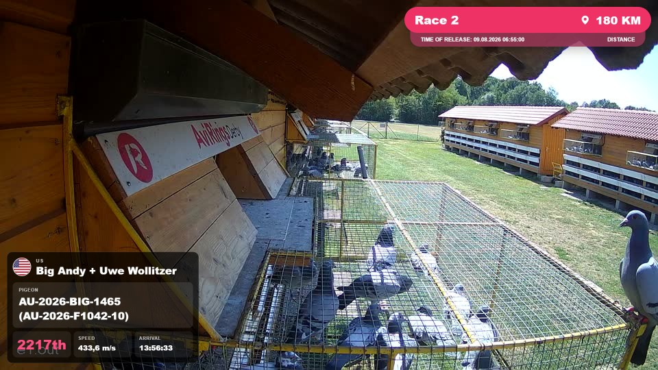 Pigeon Arrival Image For Race Race 2