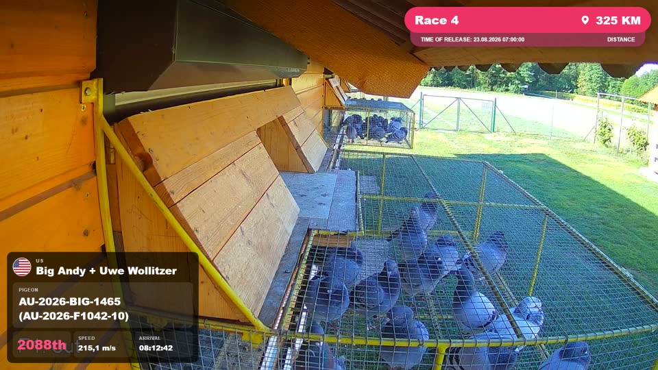 Pigeon Arrival Image For Race Race 4