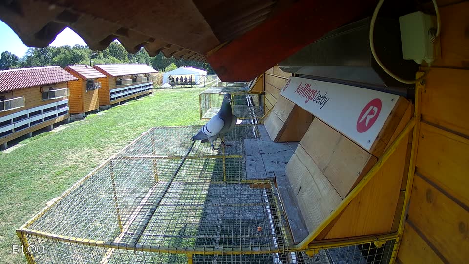 Pigeon Arrival Image For Race Final Race 1/3