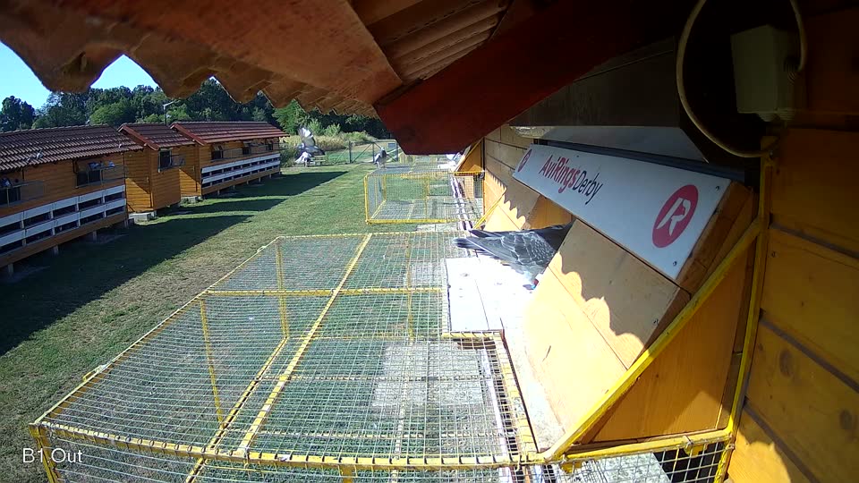 Pigeon Arrival Image For Race Race 2