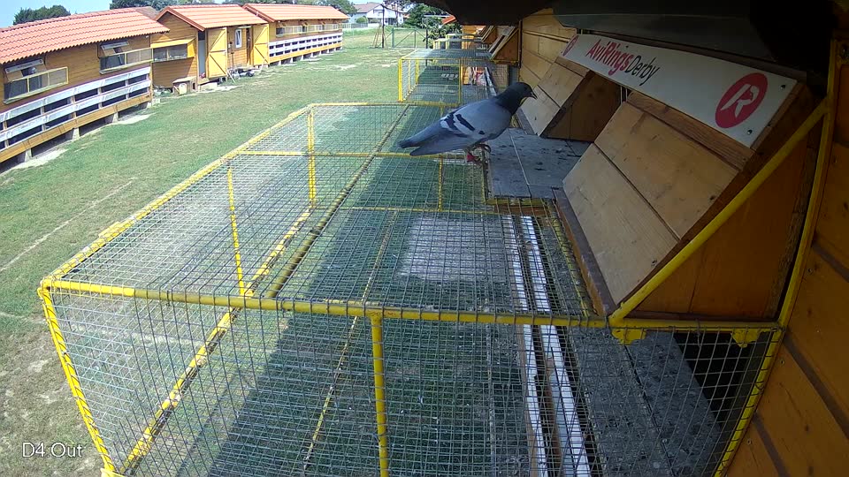 Pigeon Arrival Image For Race Race 4