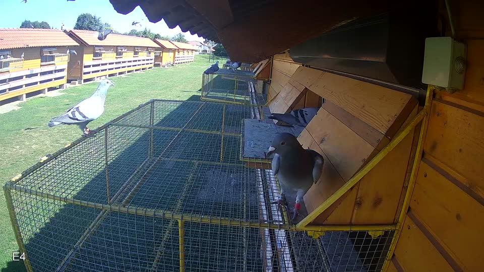 Pigeon Arrival Image For Race Race 2