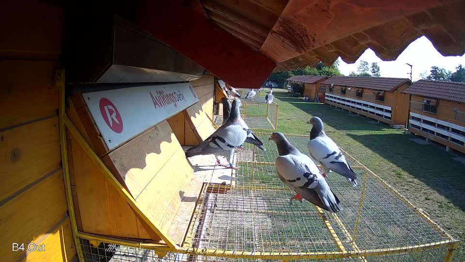 Pigeon Arrival Image For Race Race 1