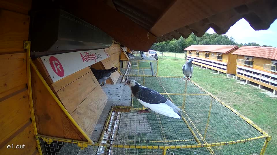 Pigeon Arrival Image For Race Race 4