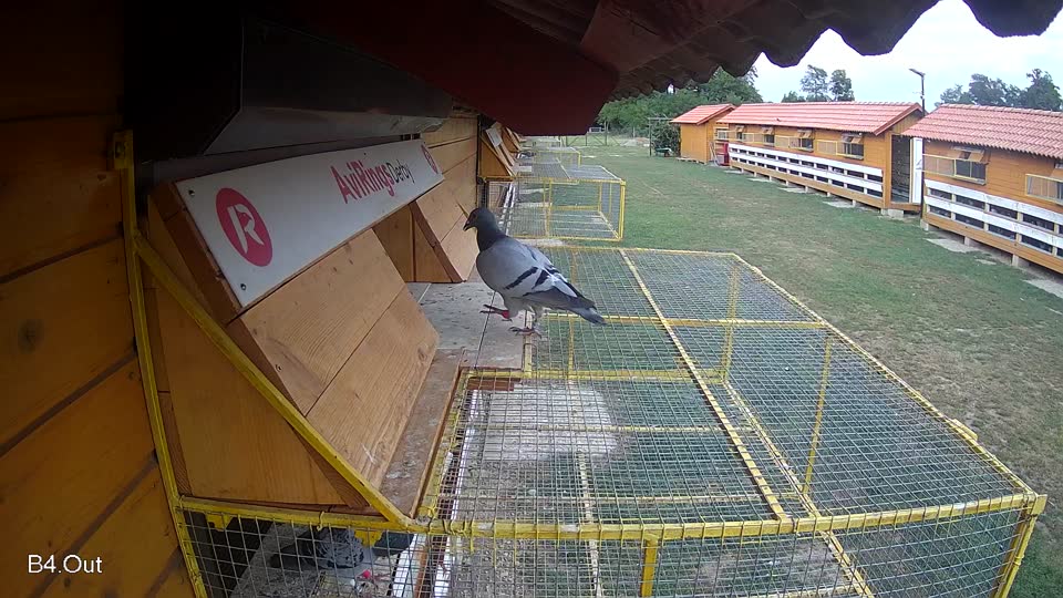 Pigeon Arrival Image For Race Race 4