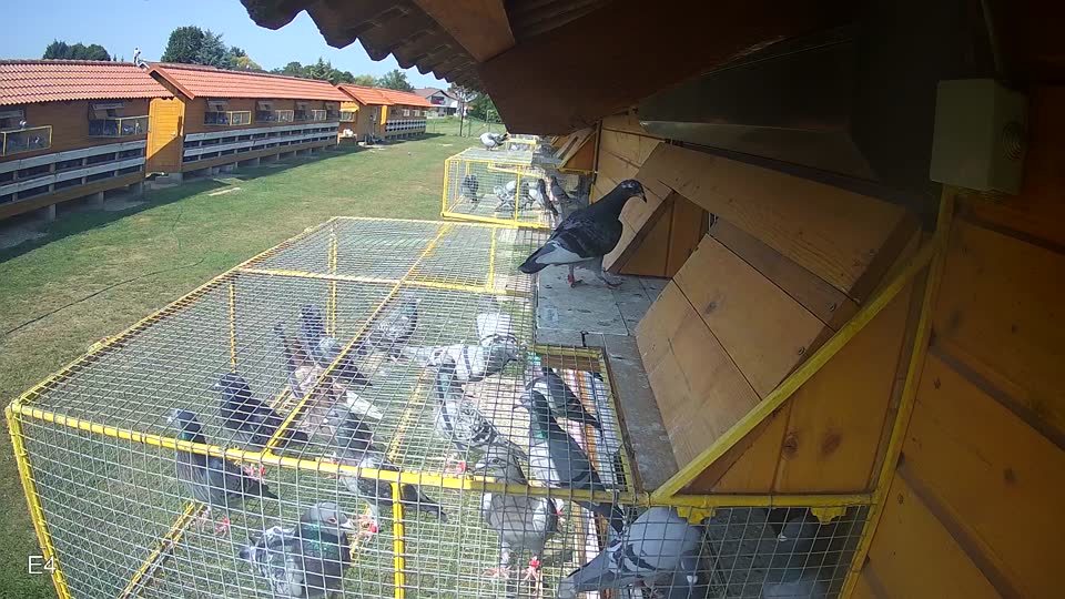 Pigeon Arrival Image For Race Race 3