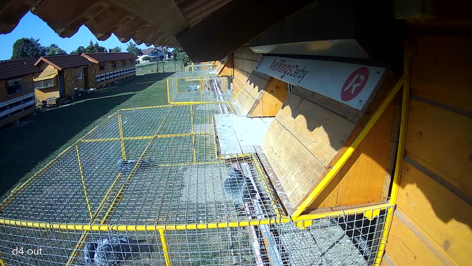 Pigeon Arrival Image For Race Race 5