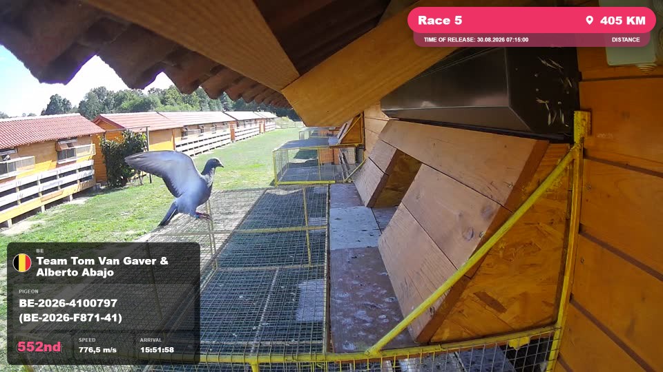 Pigeon Arrival Image For Race Race 5