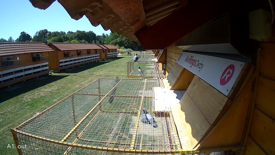 Pigeon Arrival Image For Race Race 3