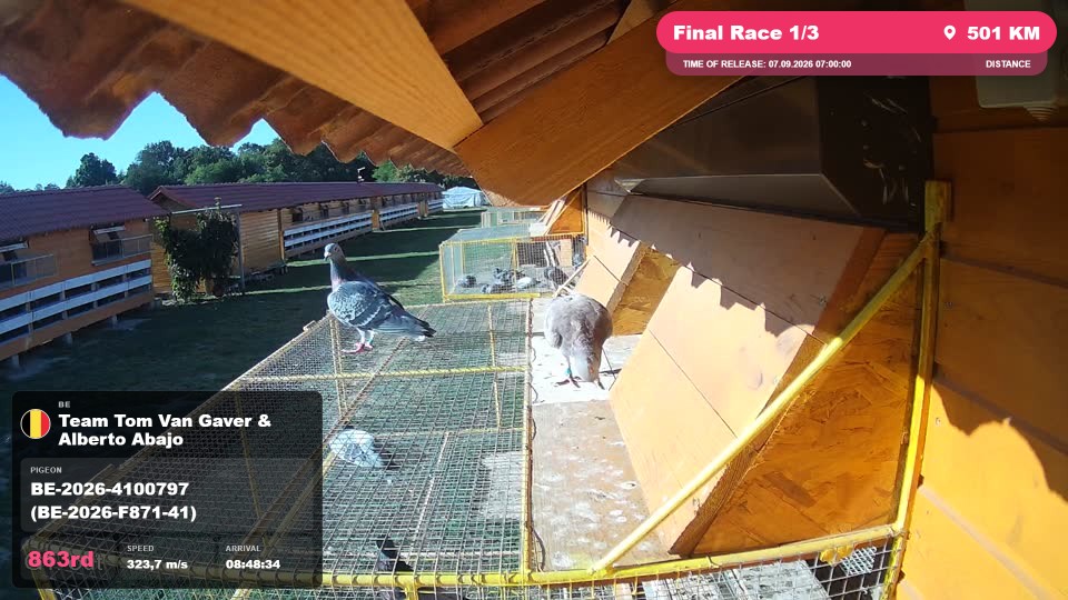 Pigeon Arrival Image For Race Final Race 1/3