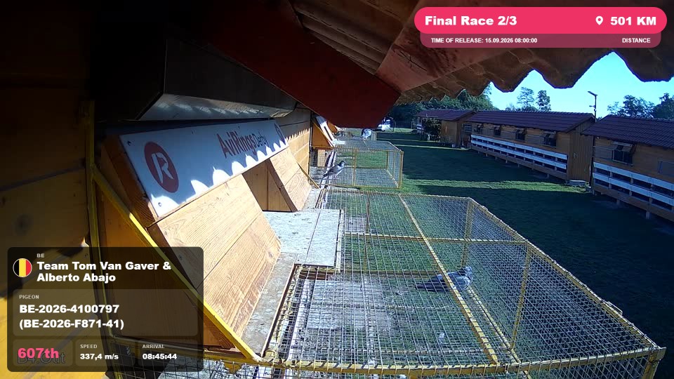 Pigeon Arrival Image For Race Final Race 2/3