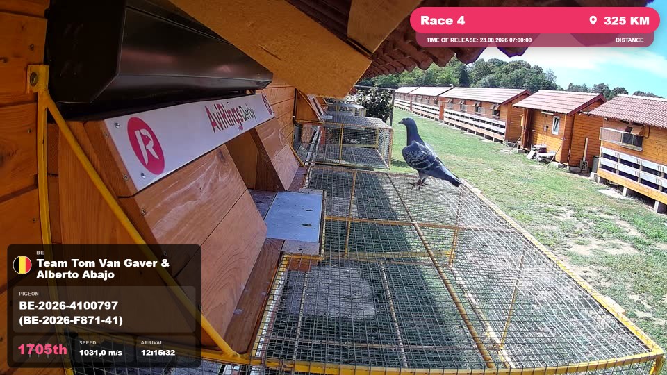 Pigeon Arrival Image For Race Race 4