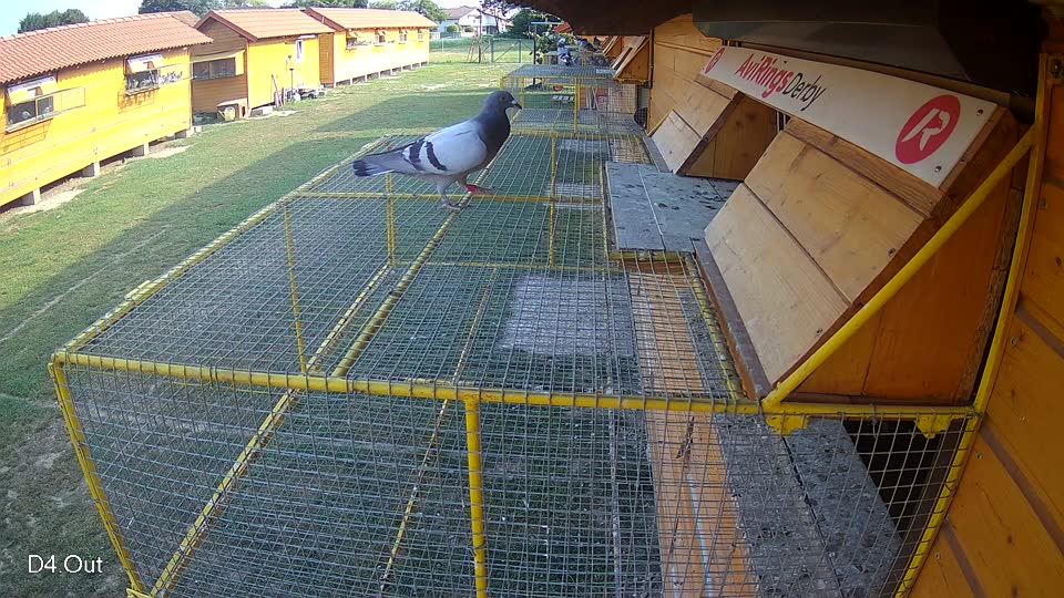 Pigeon Arrival Image For Race Race 4
