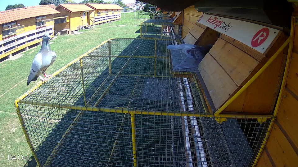 Pigeon Arrival Image For Race Race 2