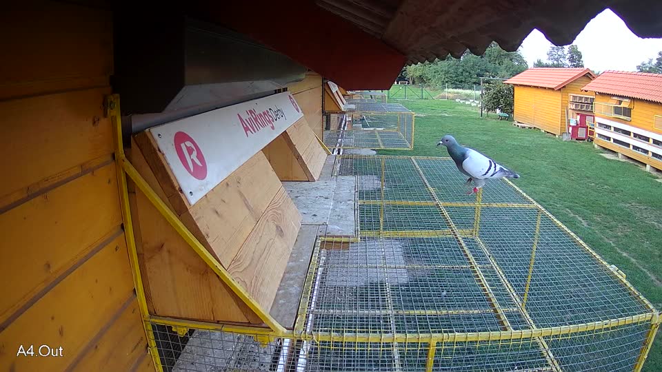 Pigeon Arrival Image For Race Final race 1