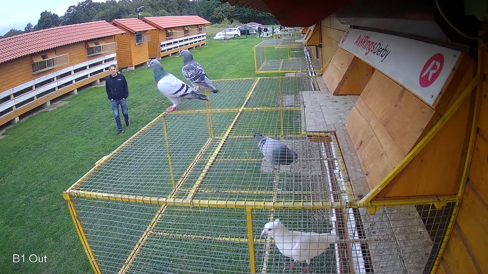 Pigeon Arrival Image For Race Final race 2