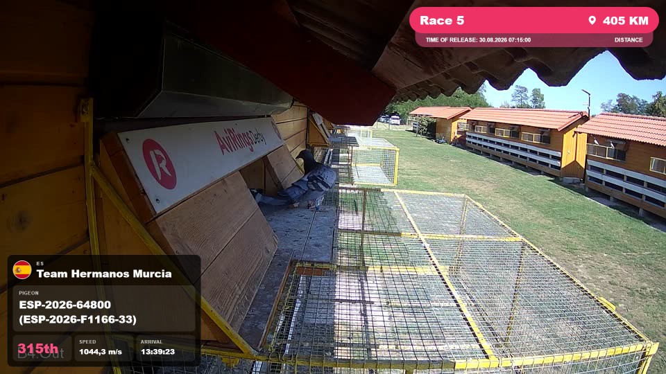 Pigeon Arrival Image For Race Race 5