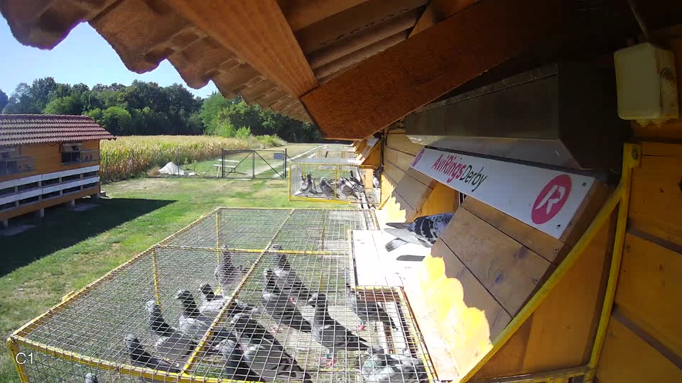Pigeon Arrival Image For Race Race 3