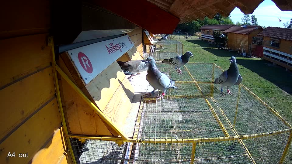 Pigeon Arrival Image For Race Race 2