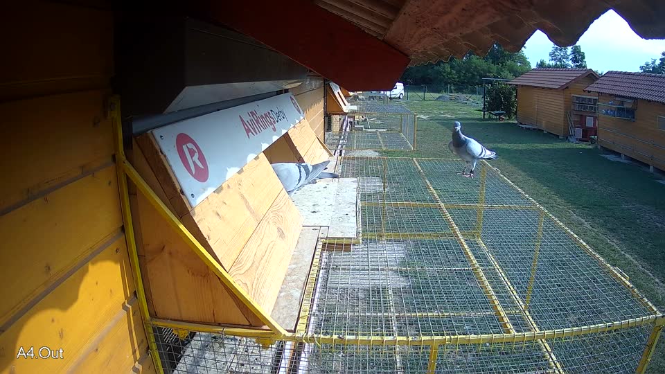 Pigeon Arrival Image For Race Race 4