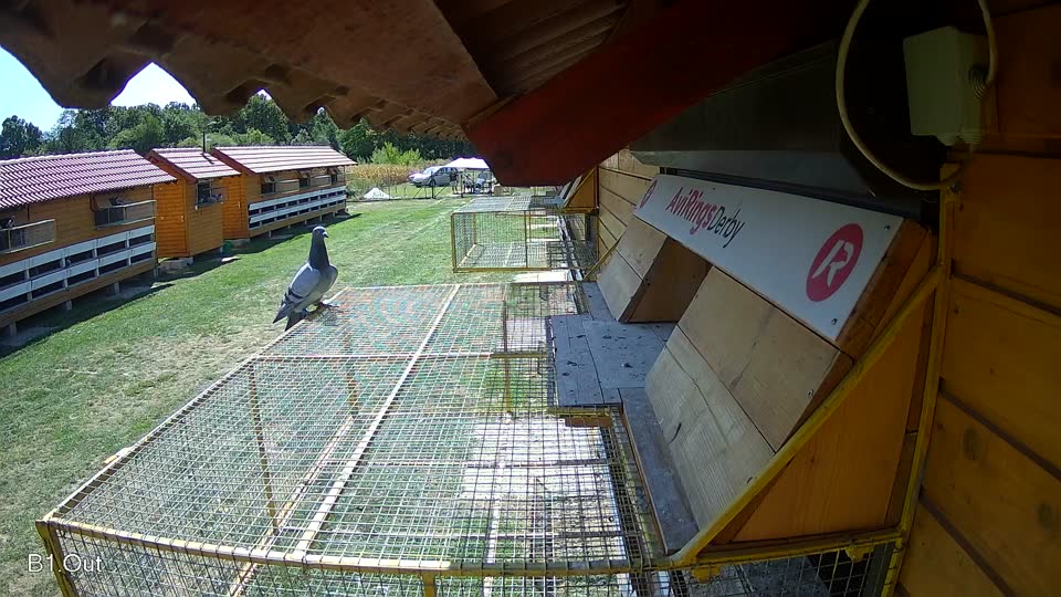 Pigeon Arrival Image For Race Race 5