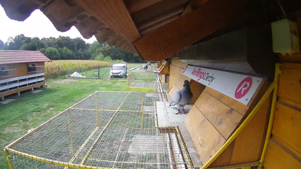 Pigeon Arrival Image For Race Race 4