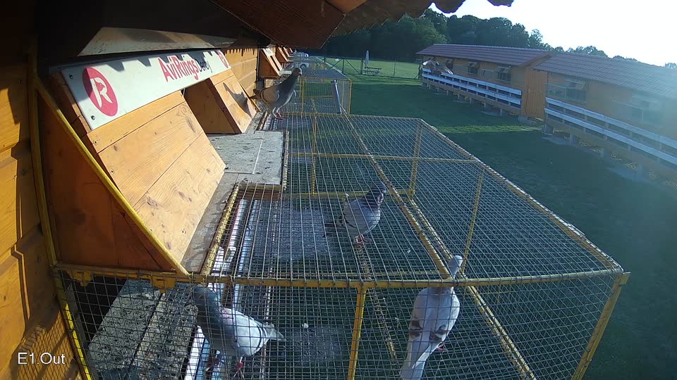 Pigeon Arrival Image For Race Race 6