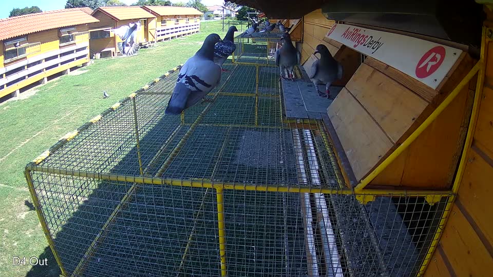 Pigeon Arrival Image For Race Race 2