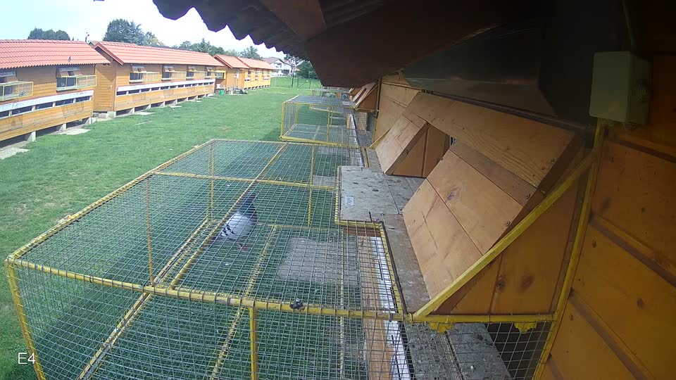 Pigeon Arrival Image For Race Final race 1