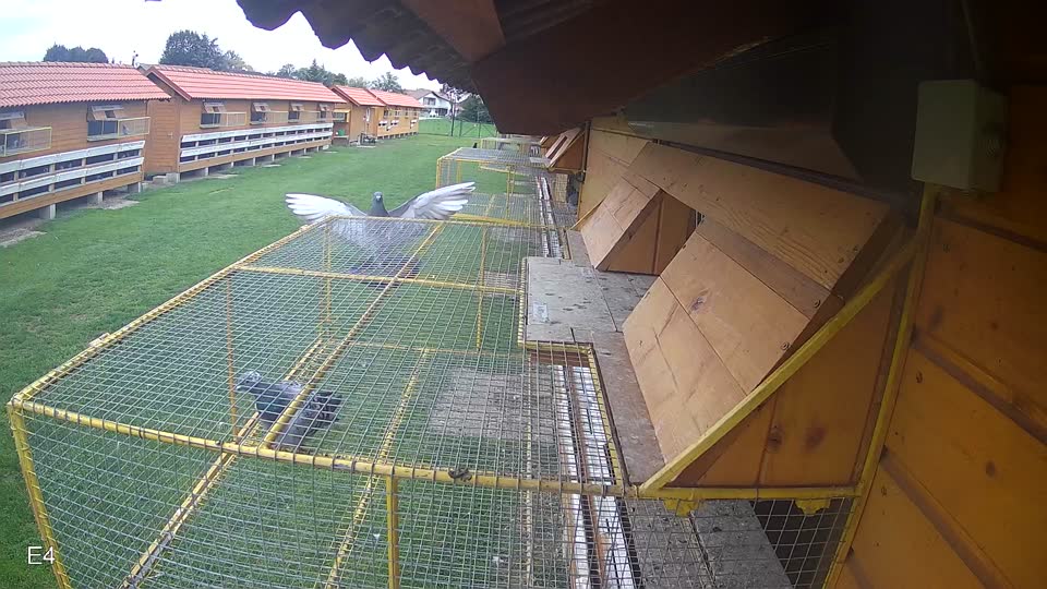 Pigeon Arrival Image For Race Final race 2