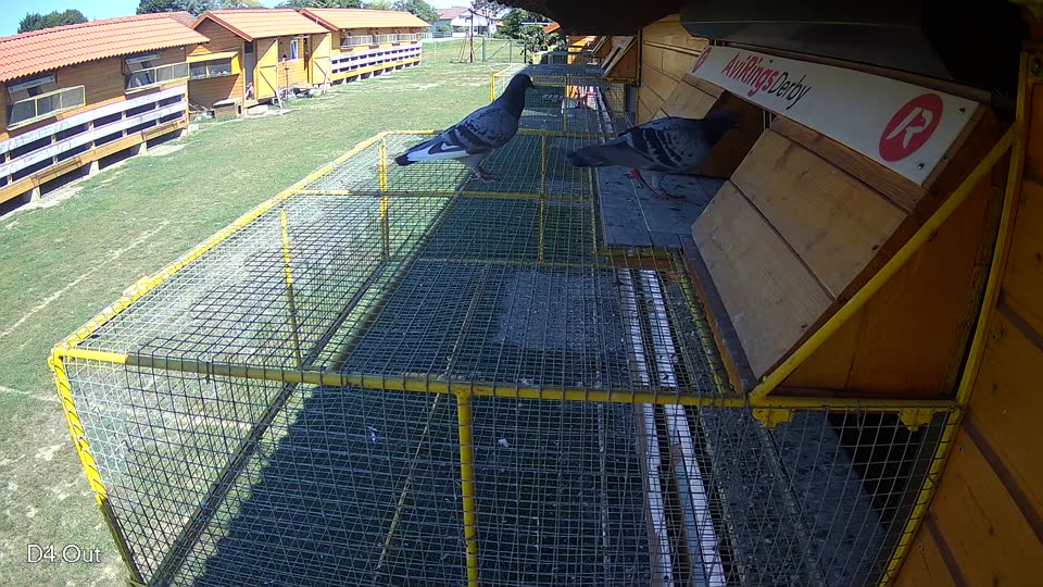 Pigeon Arrival Image For Race Race 5