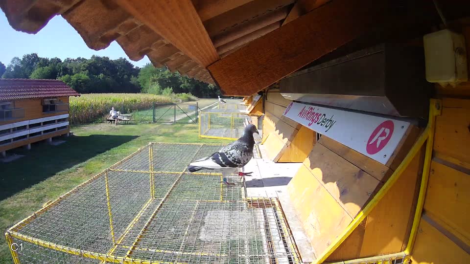 Pigeon Arrival Image For Race Race 2